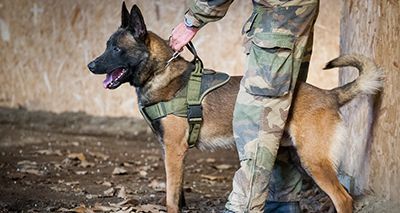 French Navy Commando dog receives posthumous PDSA Dickin Medal